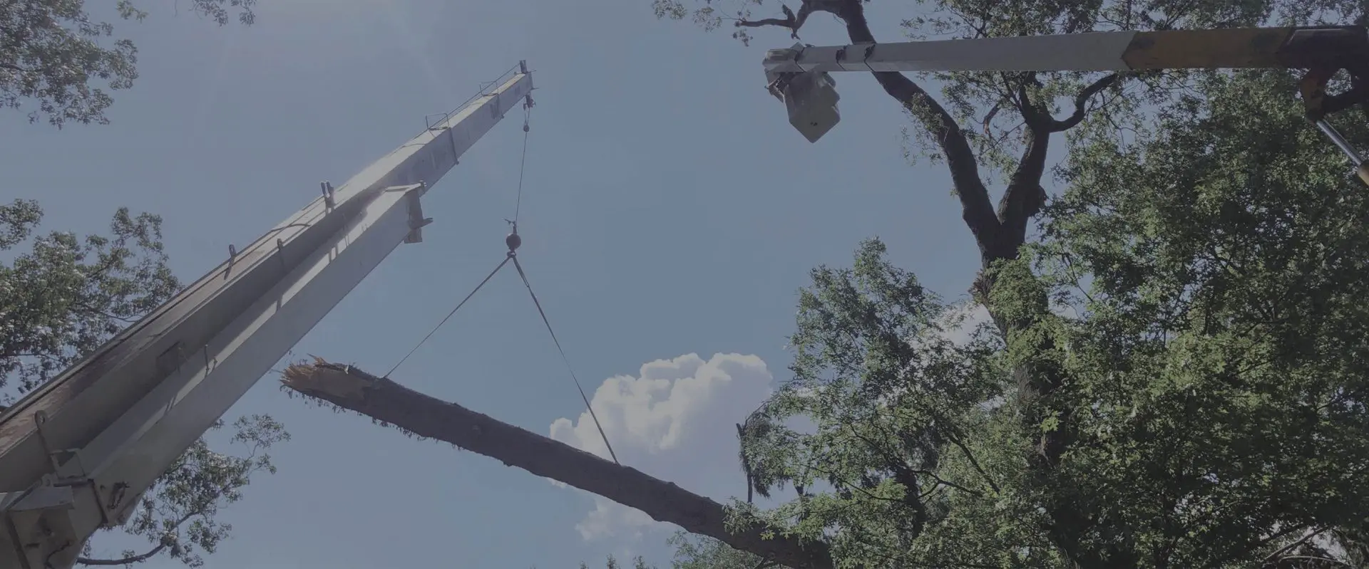 A crane is in the sky over some trees.