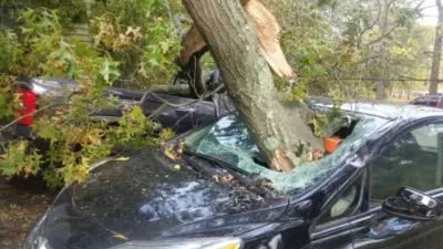 A car that has been hit by a tree.